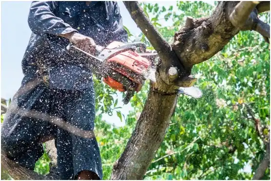 tree services Almond
